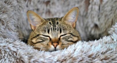 Februarie: luna în care rezoluțiile tac